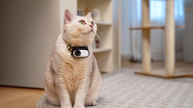 A photo of a collared cat wearing an Insta360 GO 3S camera.